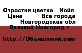 Отростки цветка  “Хойя“ › Цена ­ 300 - Все города  »    . Новгородская обл.,Великий Новгород г.